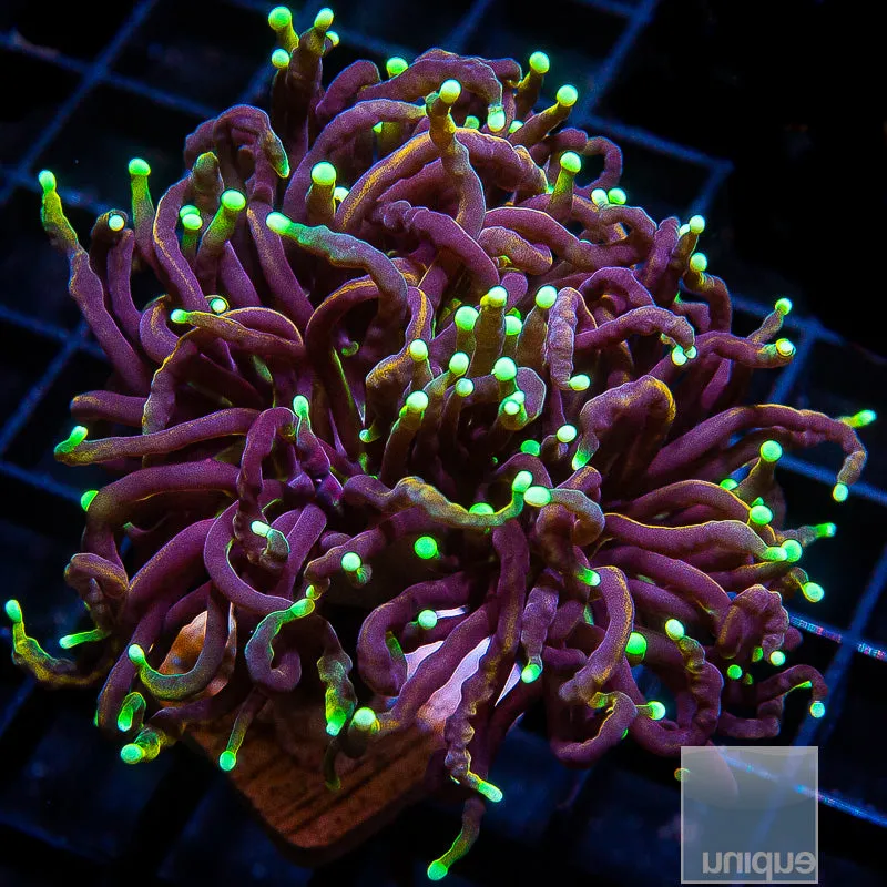 Euphyllia glabrescens sp. Neon Tip Torch- WYSIWYG Frag Euphyllia