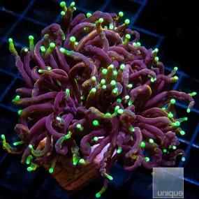 Euphyllia glabrescens sp. Neon Tip Torch- WYSIWYG Frag Euphyllia